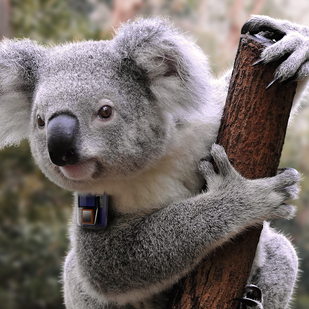 Endeavour Veterinary Ecology - Koala Tracker