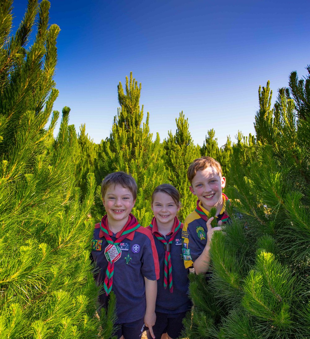  Scouts Ben and twins Abrielle and Micha inspect some of the Christmas trees . 