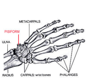 Human pisiforms are far smaller than that of a sea turtle, and don't protrude.