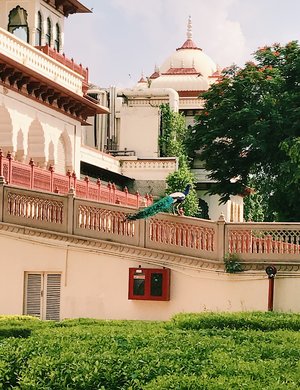 Chasing Peacocks at Taj Rambaugh Palace