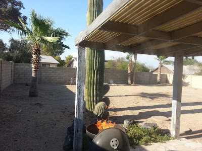 Fallen Saguaro Cactus in our yard