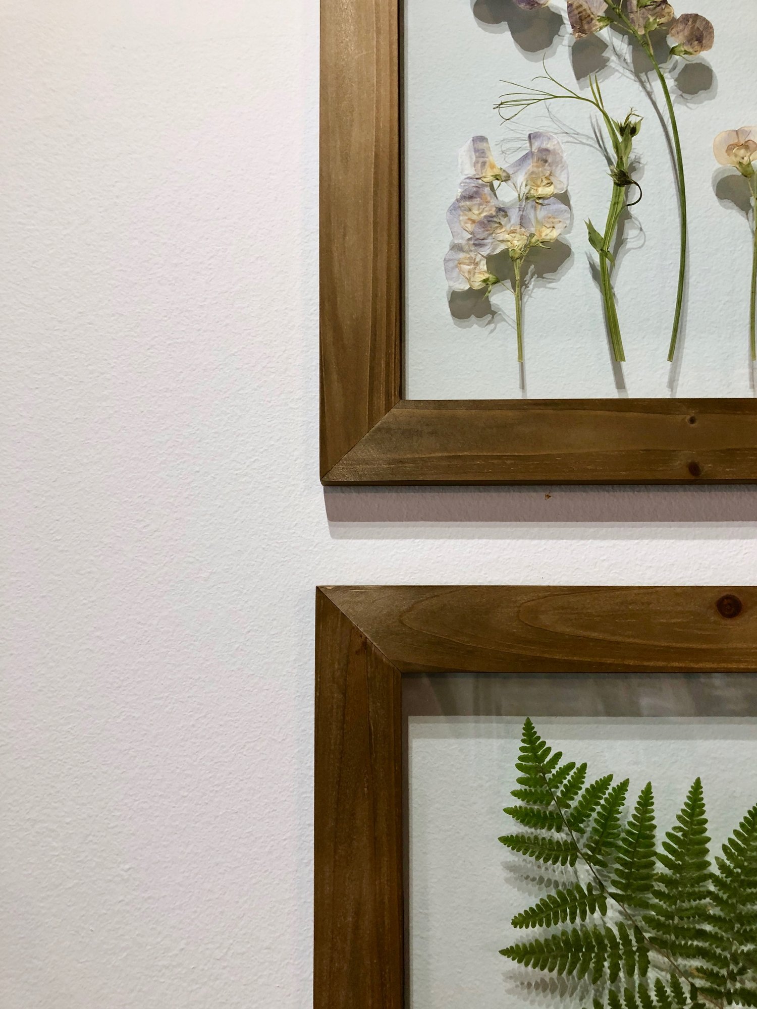  Pressed botanicals from Washington State.&nbsp; Available in 8x10 and 12x12 in rustic wood or black frames.&nbsp; {From $96.00} 
