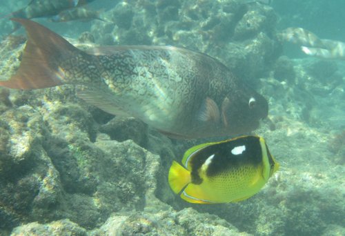Aquarium Fishing and Hawaiian Culture