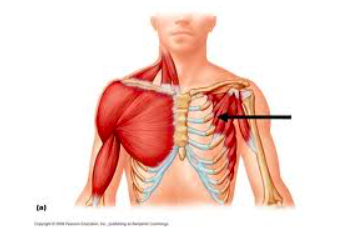 Chest muscles diagram male