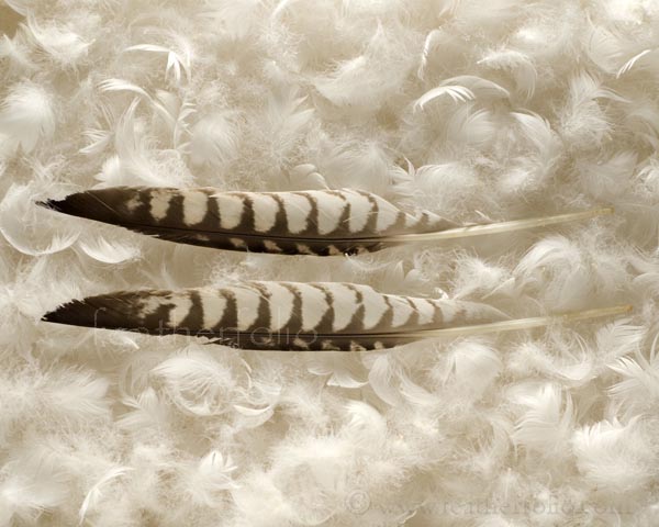 Is it illegal to have an eagle feather in canada Guide To Legal And Illegal Feathers In The Usa Featherfolio