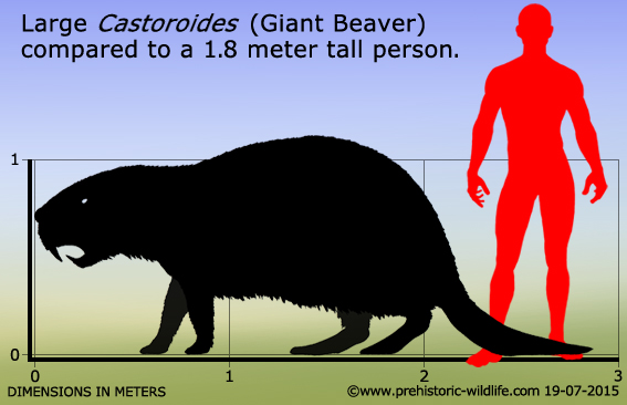 Figure 4: A scaled cartoon showing the size of the largest Giant Beaver, relative to an adult human. Image from  prehistoric-wildlife.com