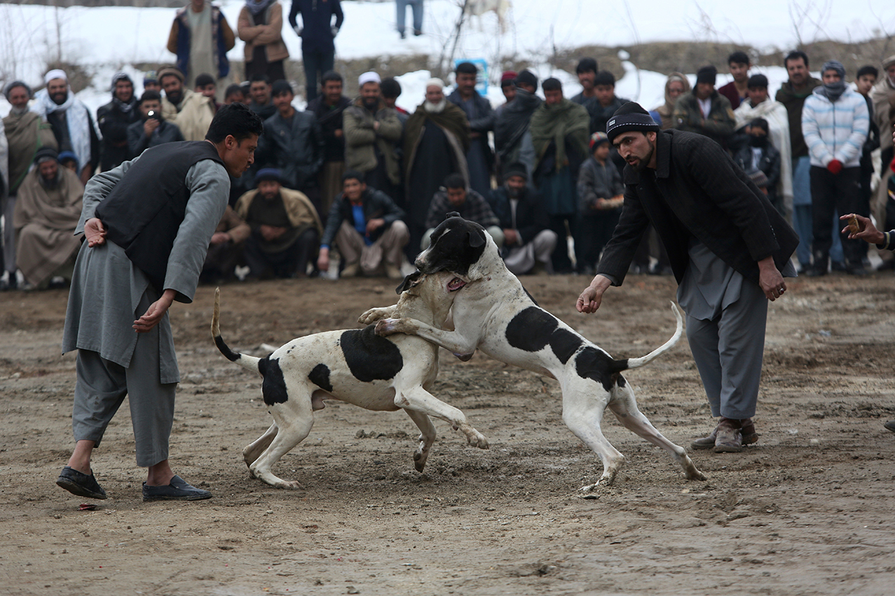Afghanistan Dogfighting
