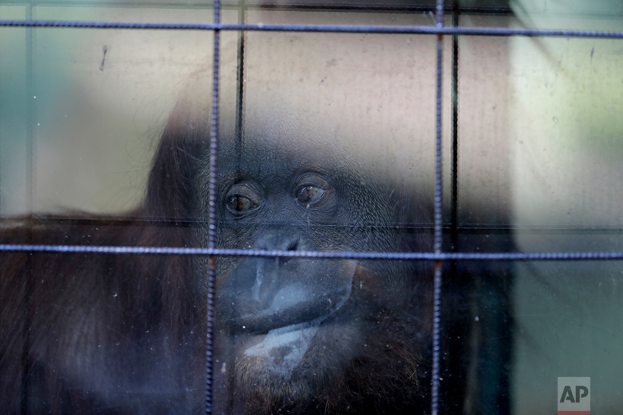 In this May 16, 2017 photo, Sandra, the orangutan, looks out from her enclosure at the former city zoo now known as Eco Parque in Buenos Aires, Argentina. Lions, giraffes and hundreds of other animals remain behind bars and in limbo a year after the former Buenos Aires zoo turned into an ecological park as part of a project to relocate most of its animals to sanctuaries in Argentina and abroad. (AP Photo/Natacha Pisarenko)