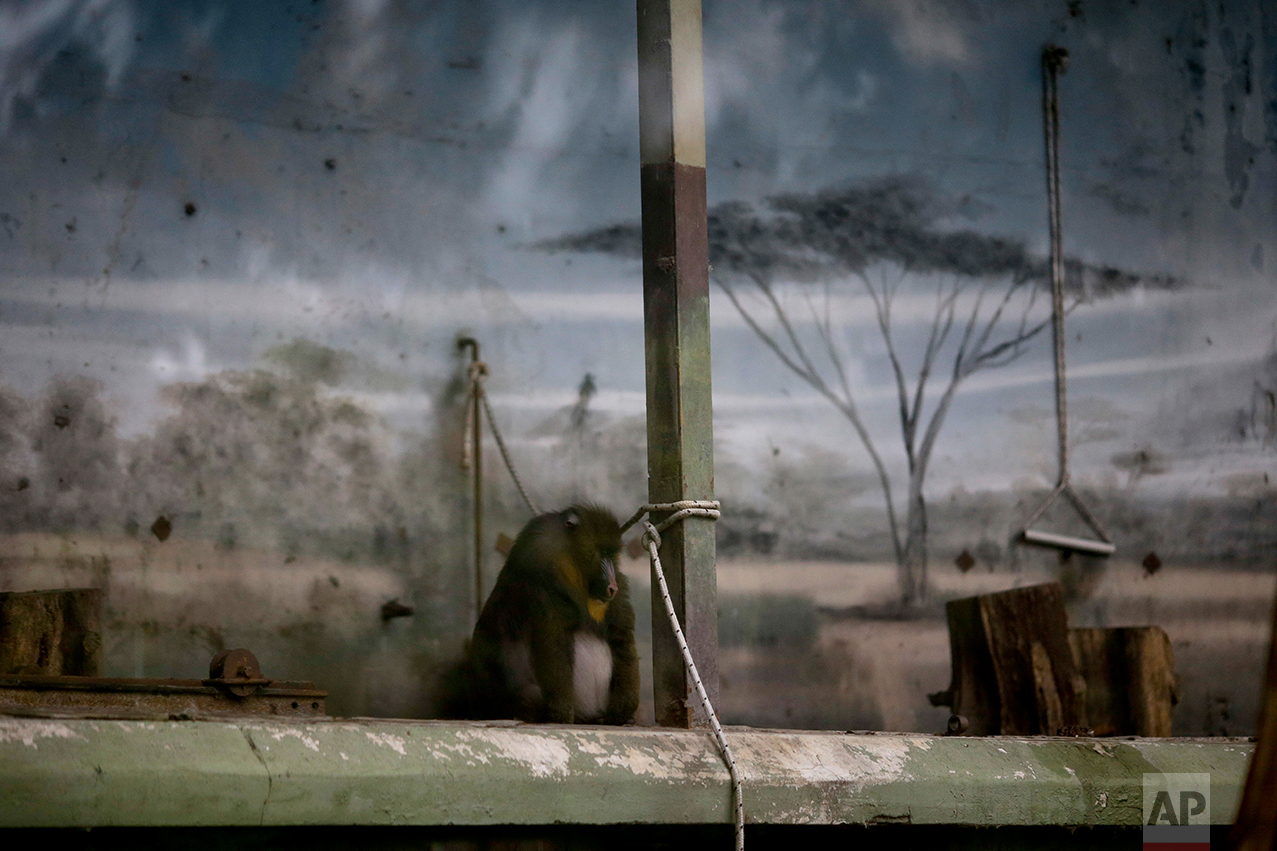 In this May 12, 2017 photo, a lone mandril sits inside an enclosure at the former city zoo now known as Eco Parque, in Buenos Aires, Argentina. When Mayor Horacio Rodriguez Larreta announced its closure last year, he said the animals were a "treasure" that couldn't remain in captivity near the noise and pollution. But not a single animal owned by the city has been transferred. (AP Photo/Natacha Pisarenko)