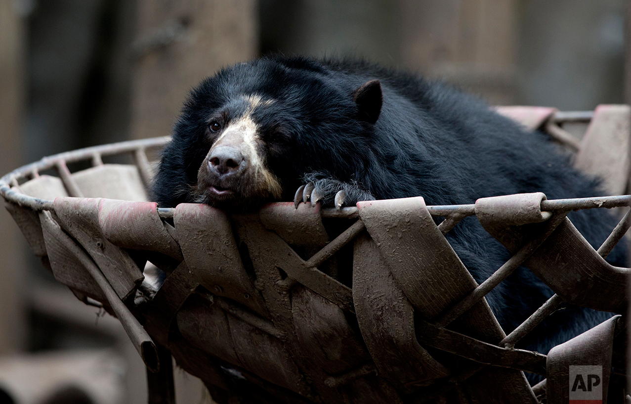 In this July 8, 2016 photo, a spectacled bear lounges in a basket in an enclosure at the former city zoo now known as Eco Parque, in Buenos Aires, Argentina. Experts have concluded that a year after the zoo transformation, the conditions for the animals practically remain the same and there is no concrete plan that maximizes the well-being of the animals. (AP Photo/Natacha Pisarenko)