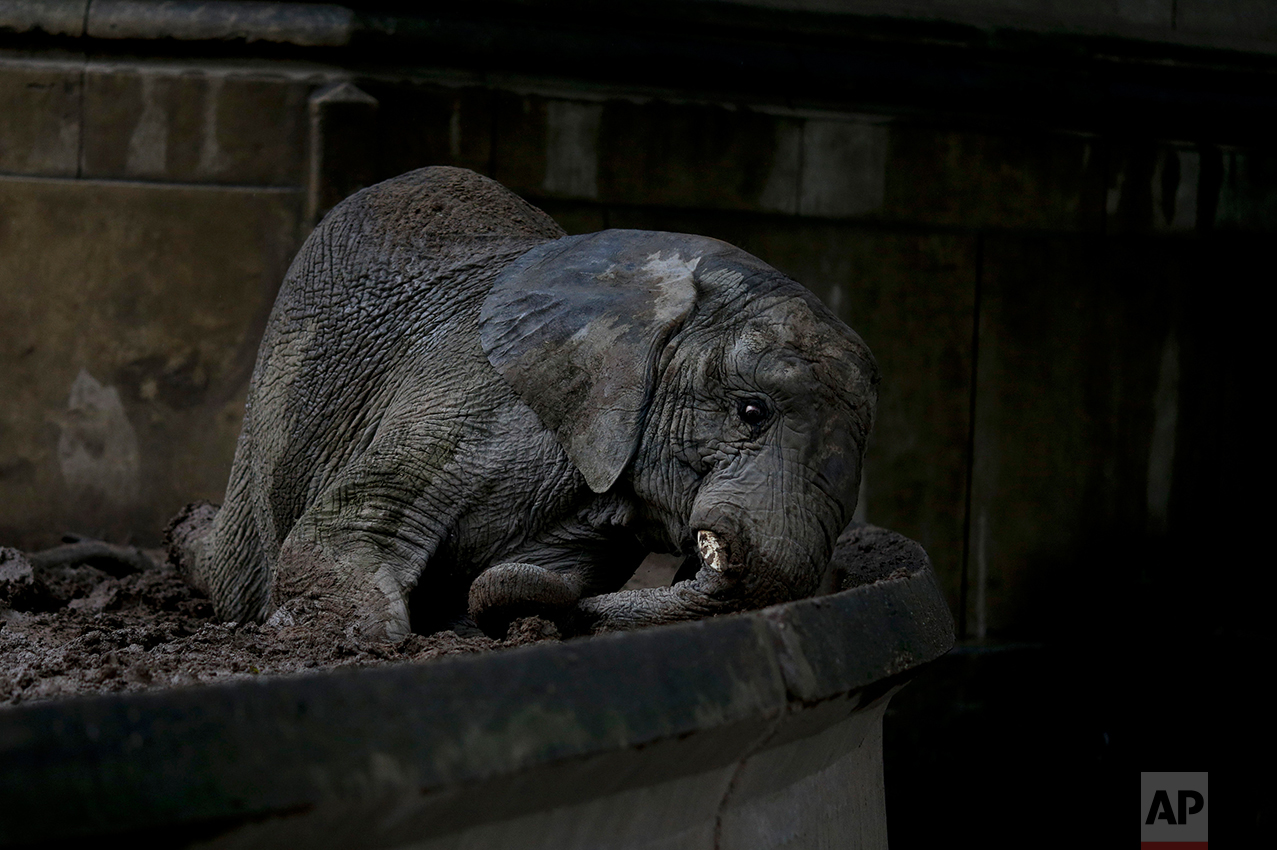 In this May 12, 2017 photo, African elephant Pupy lies on a patch of mud at the former city zoo now known as Eco Parque, in Buenos Aires, Argentina. The three elephants residing at Eco Parque, Mara, Pupy and Cucy, have a lawyer representing them to demand better conditions. (AP Photo/Natacha Pisarenko)
