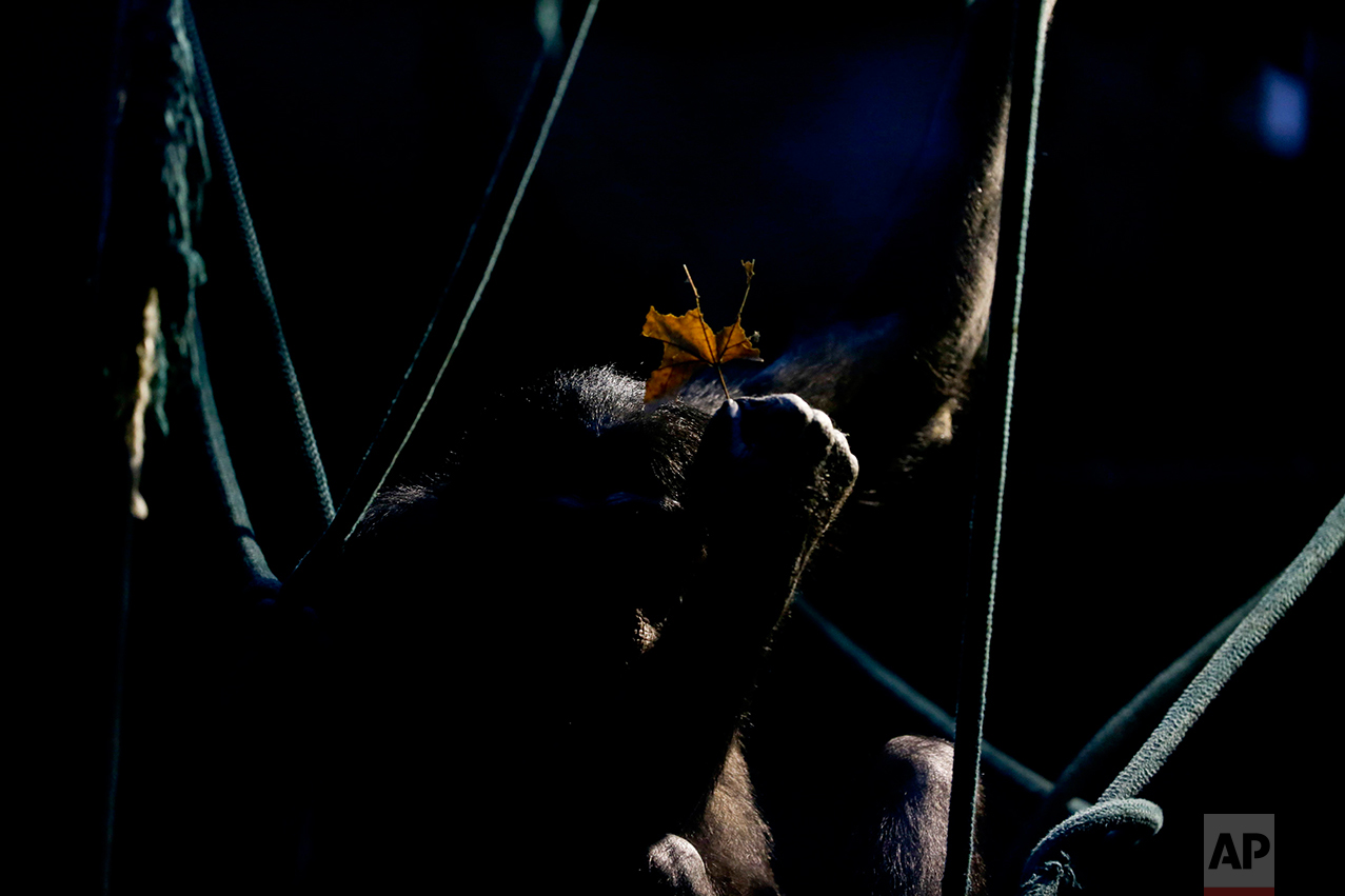 In this July 5, 2016 photo, a chimpanzee holds a leaf while sitting on ropes in an enclosure at the former city zoo now known as Eco Parque, in Buenos Aires, Argentina. Lions, giraffes and hundreds of other animals remain behind bars and in limbo a year after the former Buenos Aires zoo turned into an ecological park as part of a project to relocate most of its animals to sanctuaries in Argentina and abroad. (AP Photo/Natacha Pisarenko)