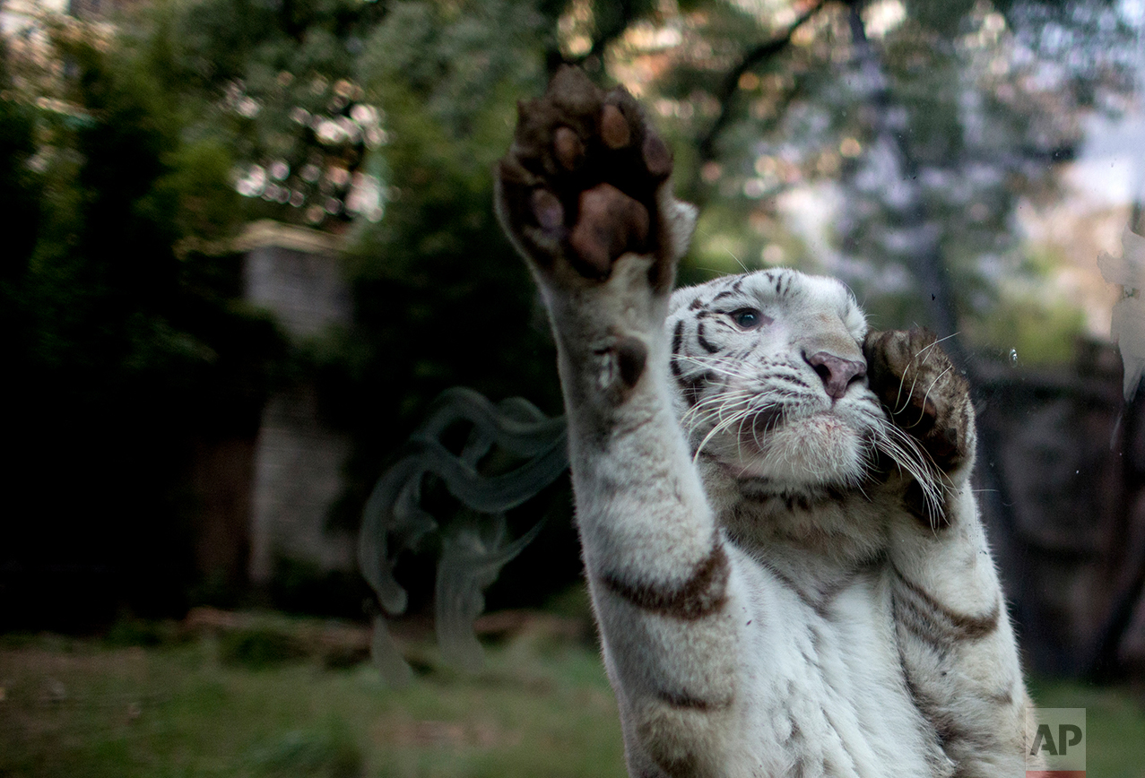 In this July 15, 2016 photo, Cleo, a female white tiger, jumps on the safety glass of her enclosure reacting to painters working on an improvement project, at the former city zoo now known as Eco Parque, in Buenos Aires, Argentina. In its beginnings, the zoo was inspired on Victorian zoos that exhibited exotic animals. (AP Photo/Natacha Pisarenko)