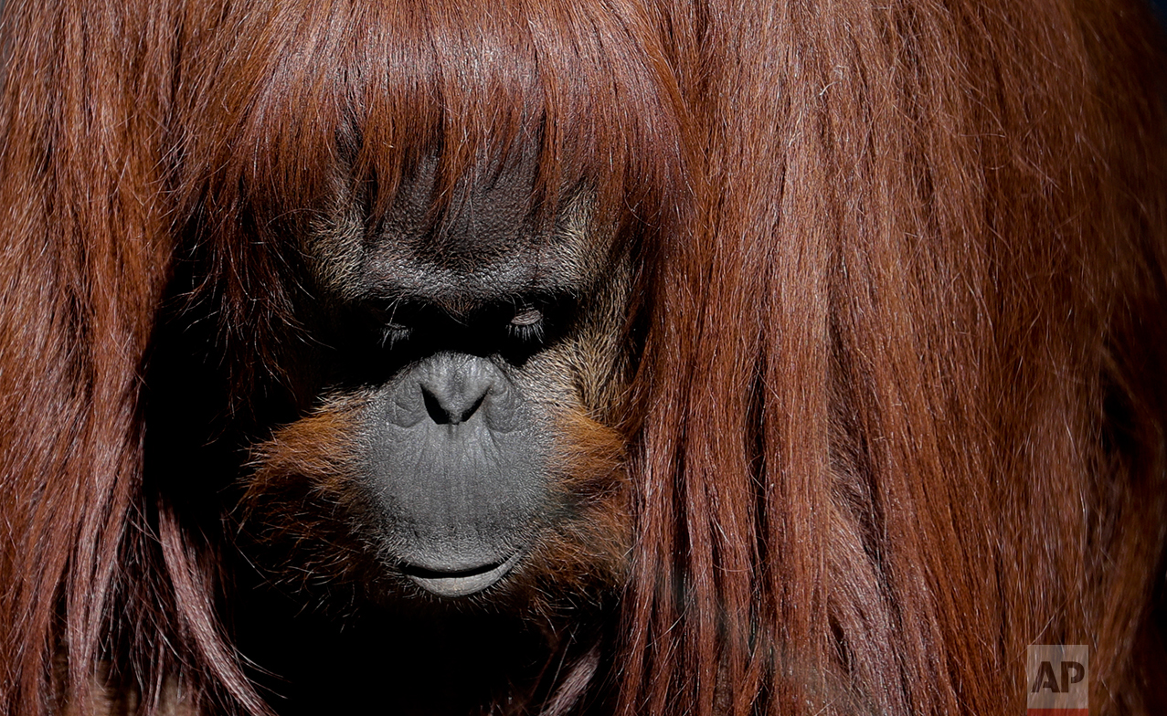 This May 16, 2017 photo shows Sandra, the orangutan, inside her enclosure at the former city zoo now known as Eco Parque, in Buenos Aires, Argentina. Sandra became known worldwide when an Argentine court issued a landmark ruling in 2014 that she was entitled to some of the legal rights enjoyed by humans. She's no longer on display for curious visitors. (AP Photo/Natacha Pisarenko)