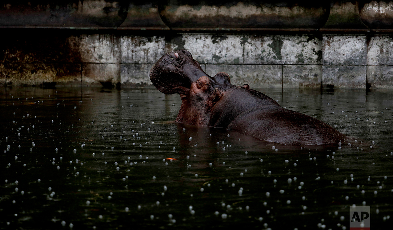 In this May 12, 2017 photo, Guille, the hippopotamus, wades in a pool of water in her enclosure at the former city zoo now known as Eco Parque, in Buenos Aires, Argentina. Developers last July promised to relocate most of the zoo's animals to sanctuaries in Argentina and abroad, but they had made no firm arrangements to do so. (AP Photo/Natacha Pisarenko)