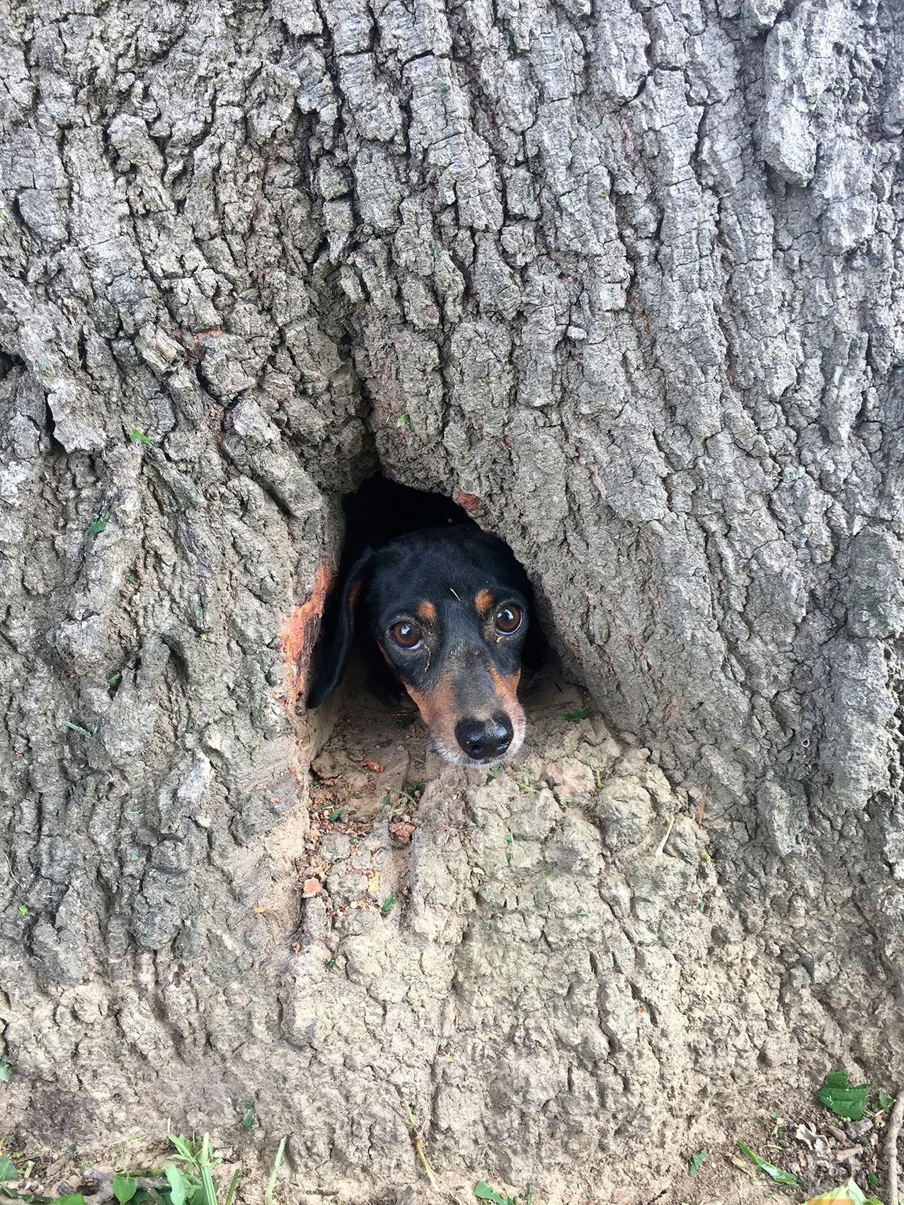 Dog Trapped in Tree