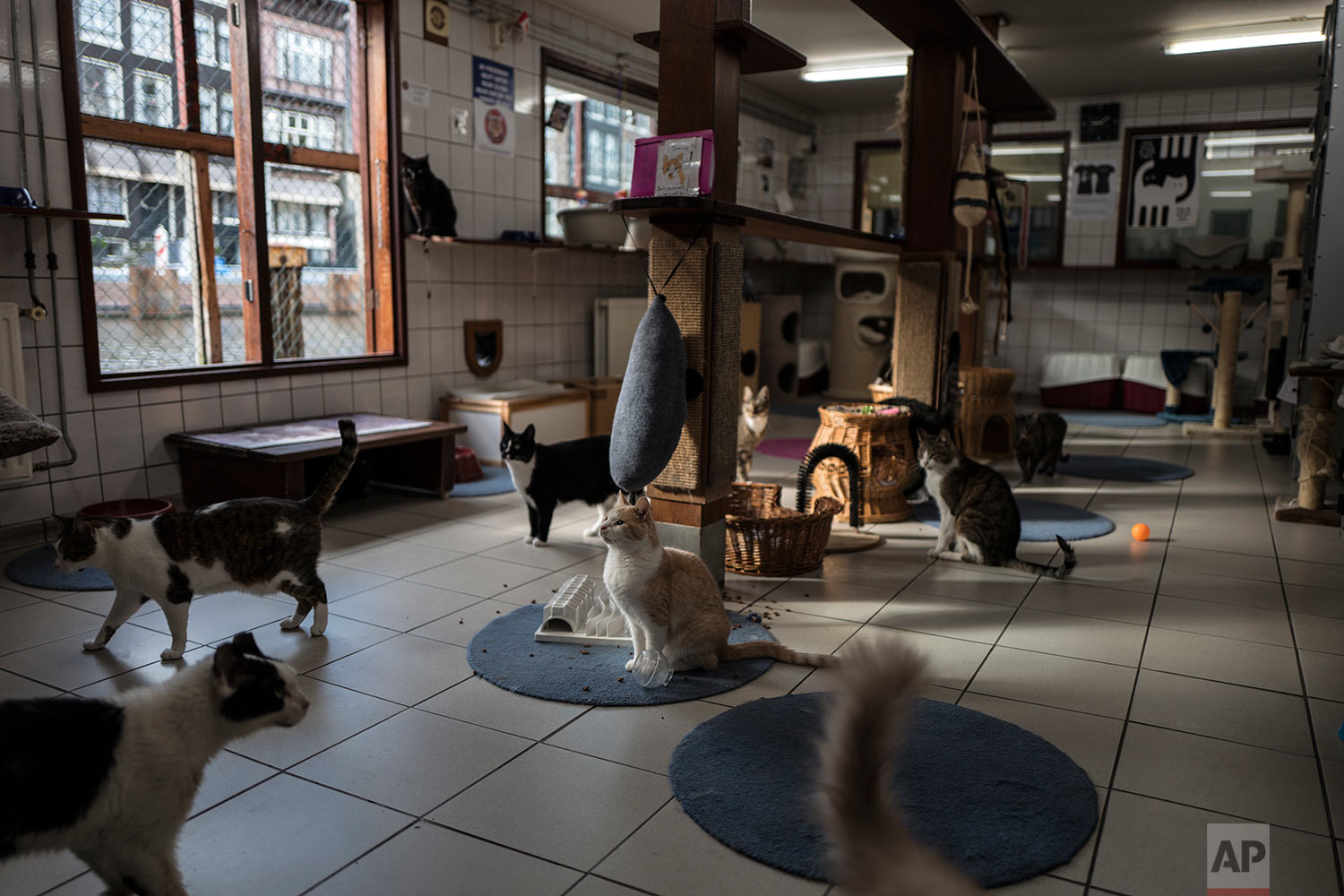  In this Wednesday, Aug. 2, 2017 photo, cats gather for food on the Catboat shelter in Amsterdam, Netherlands. (AP Photo/Muhammed Muheisen) 