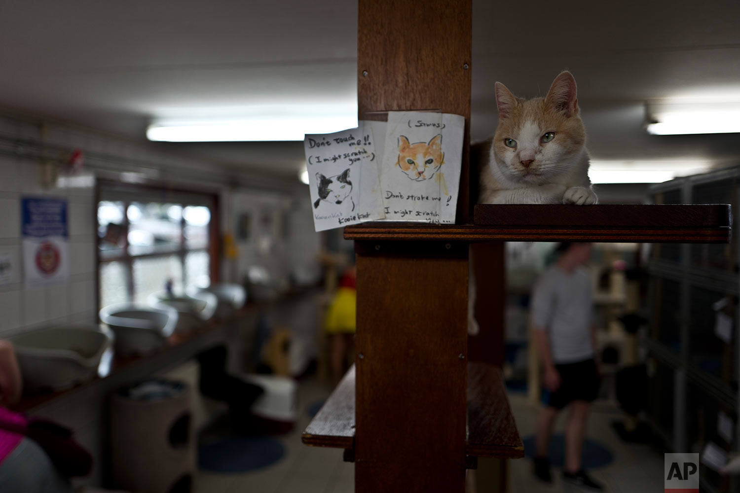  In this Saturday, July 22, 2017 photo, Samus, a ten-year-old cat rests on a shelf at the Catboat shelter in Amsterdam, Netherlands.  (AP Photo/Muhammed Muheisen) 