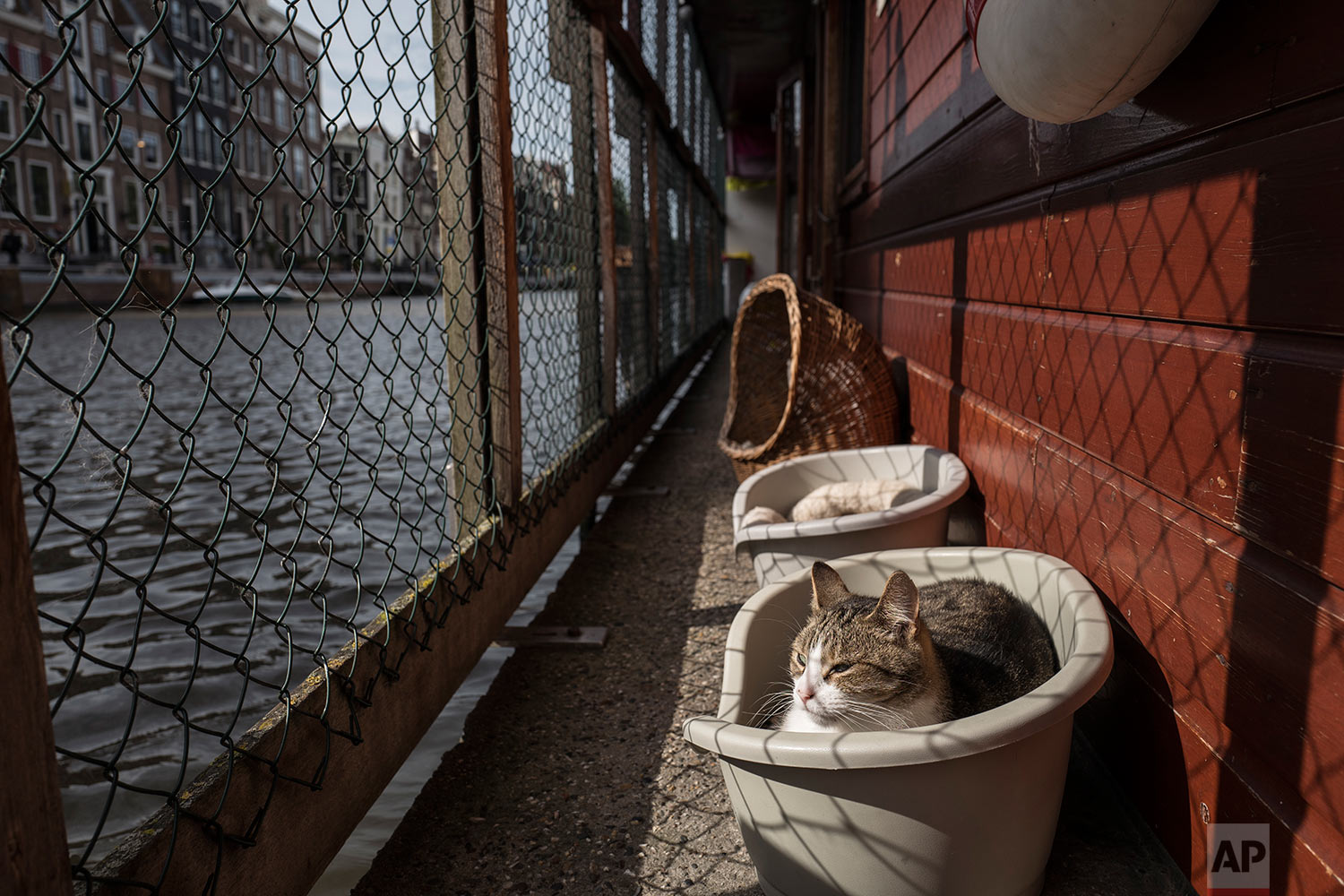  In this Wednesday, Aug. 2, 2017 photo, Borre, an 8-year-old cat sits in a basket next to the canal on the Catboat shelter in Amsterdam, Netherlands. (AP Photo/Muhammed Muheisen) 