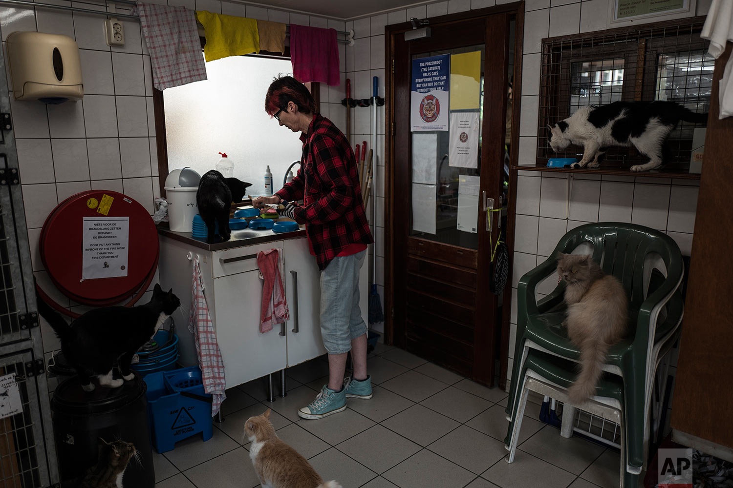  In this Wednesday, Aug. 2, 2017 photo, Judith Gobets, the shelter's manager, prepares food for the cats on the Catboat shelter in Amsterdam, Netherlands. (AP Photo/Muhammed Muheisen) 