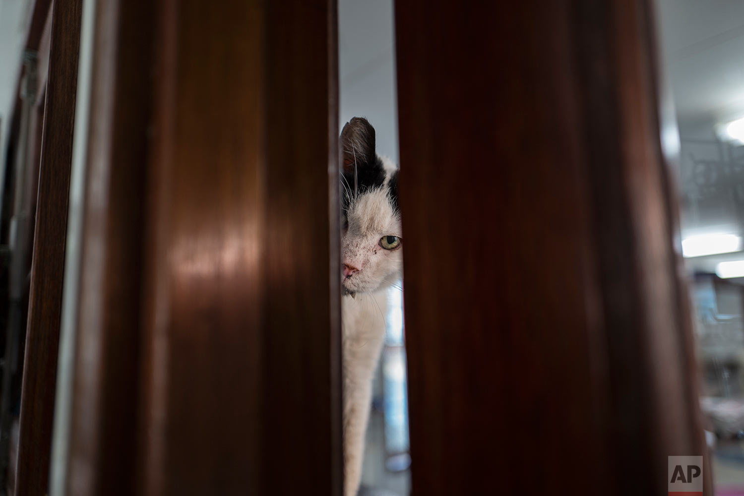 In this Wednesday, Aug. 2, 2017 photo, Koeienkat, a 10-year-old cat peeks through the a door at the Catboat shelter in Amsterdam, Netherlands. (AP Photo/Muhammed Muheisen) 