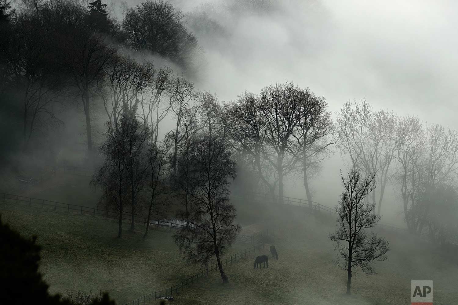  In this Monday, Jan. 23, 2017 photo, horses graze in a paddock with fog enveloping the trees behind them, as seen from Leith Hill in Surrey, south west of London. Thick fog has caused numerous flight delays and cancellations at London Heathrow and other area airports. The Met Office issued a severe weather warning for London and most of southern England as driving conditions were also hazardous and slippery. (AP Photo/Matt Dunham)

 