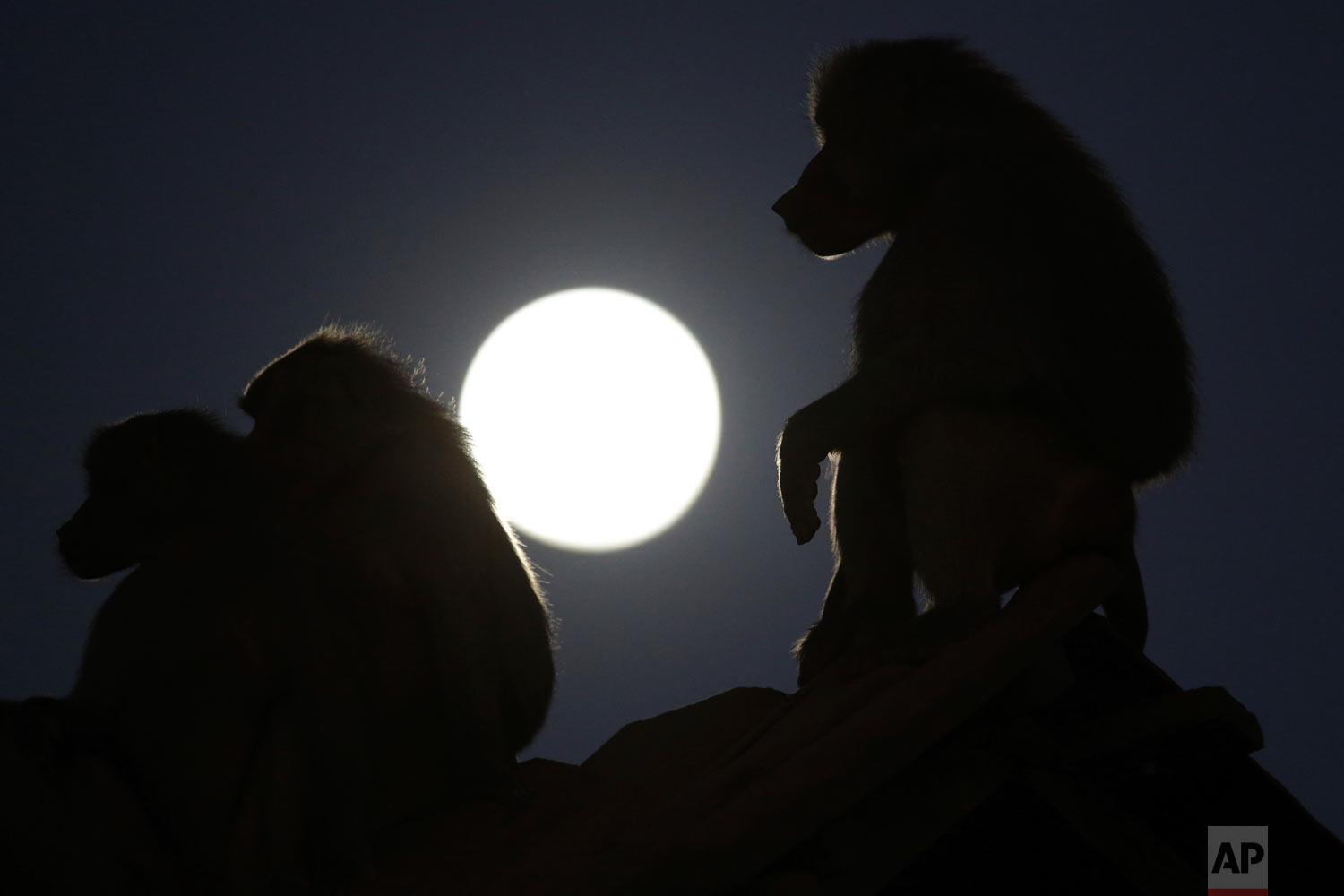  Baboons are silhouetted by the moon at the city zoo in Brasilia, Brazil, Thursday, July 26, 2018. (AP Photo/Eraldo Peres) 