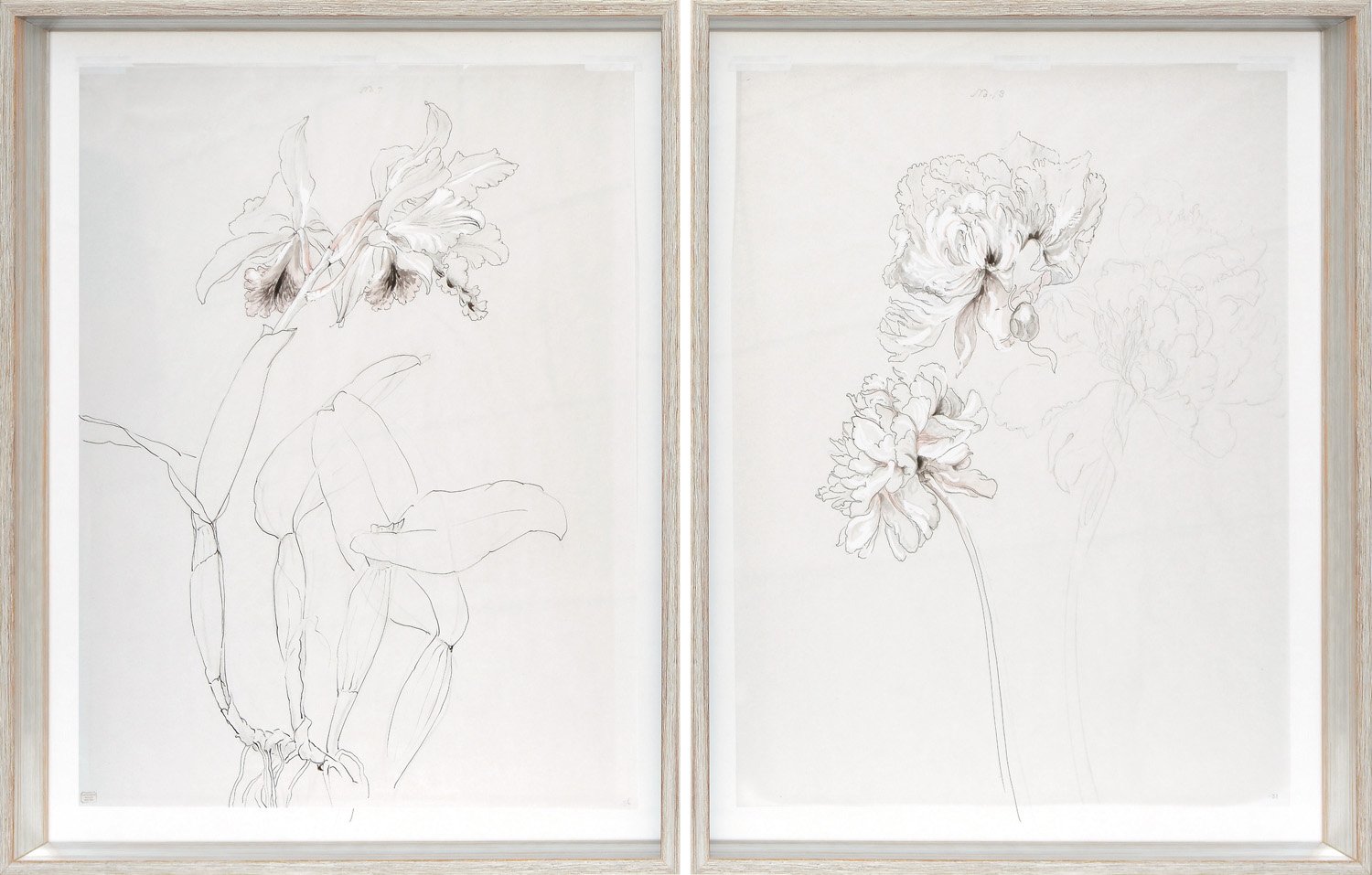 Drawing Studies, Orchid and Peony, $565 ea