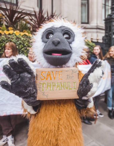Image 5: One of Ape Alliance Gibbon mascots used in a number of the school workshops and talks that allowed pupils to write letters and draw posters to the Bank of China to stop the development of the Batang Toru dam. [Photo: Tory Tsui, Instagram: @torytsui]