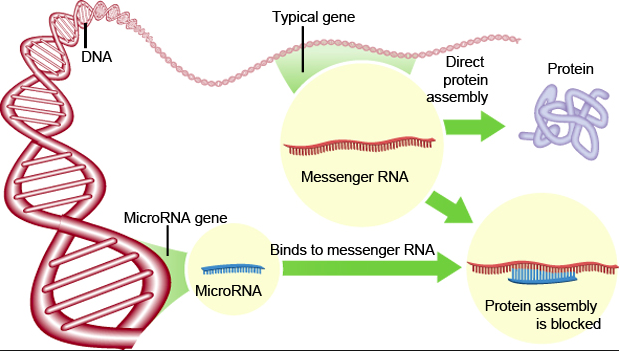 Image result for microrna