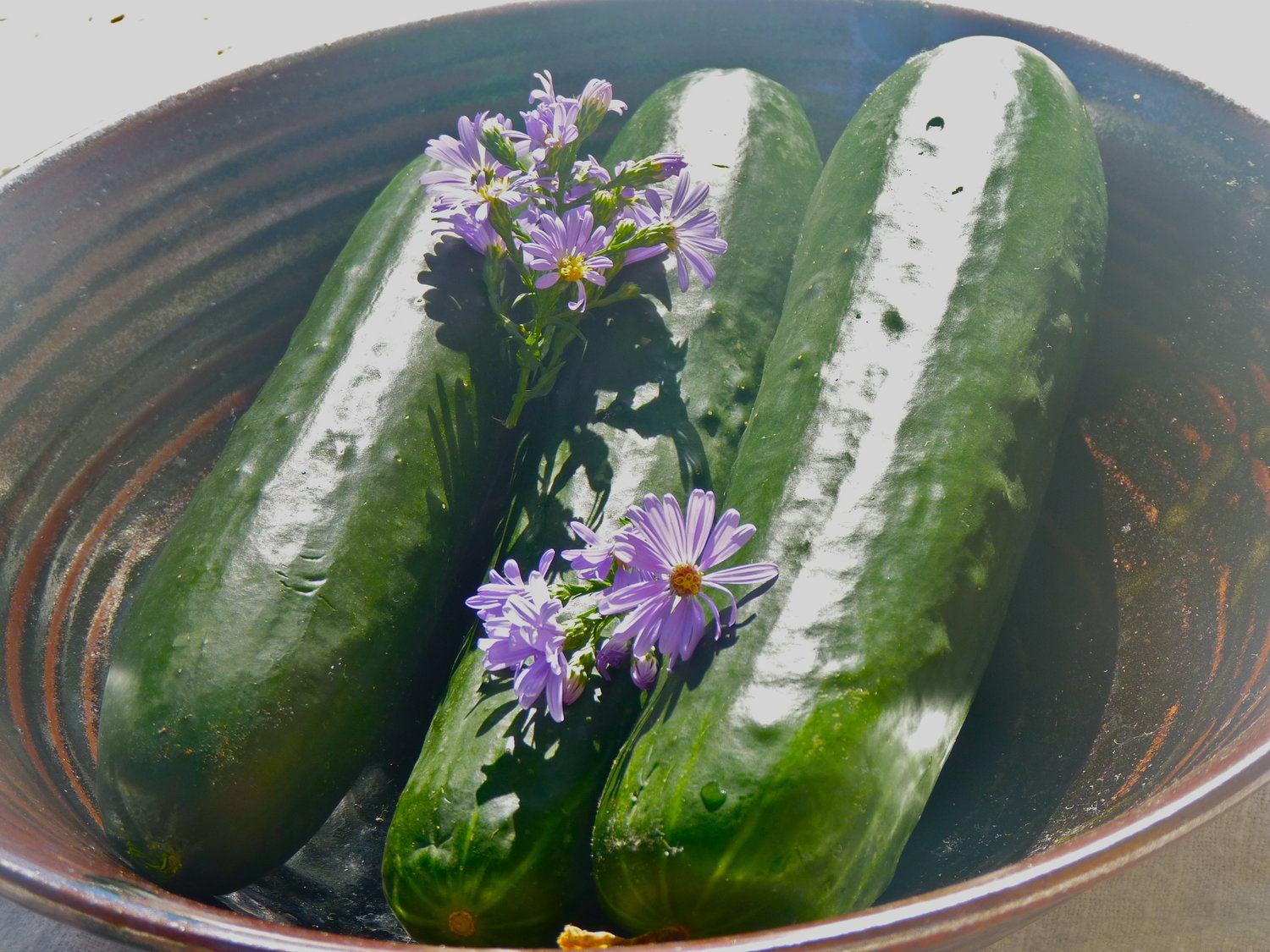 Cucumber — Alandi Ayurveda