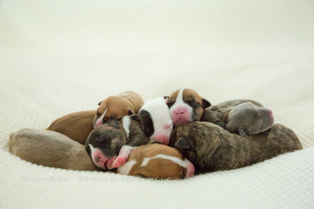 ten puppies in a litter