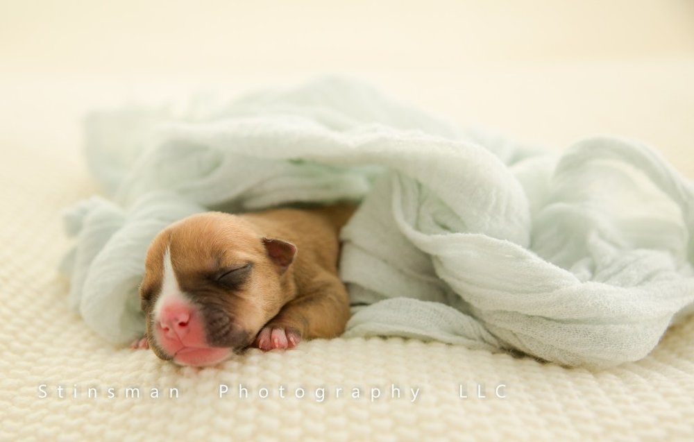 brown puppy with blue blanket