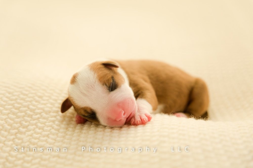 2 day old brown pit bull puppy