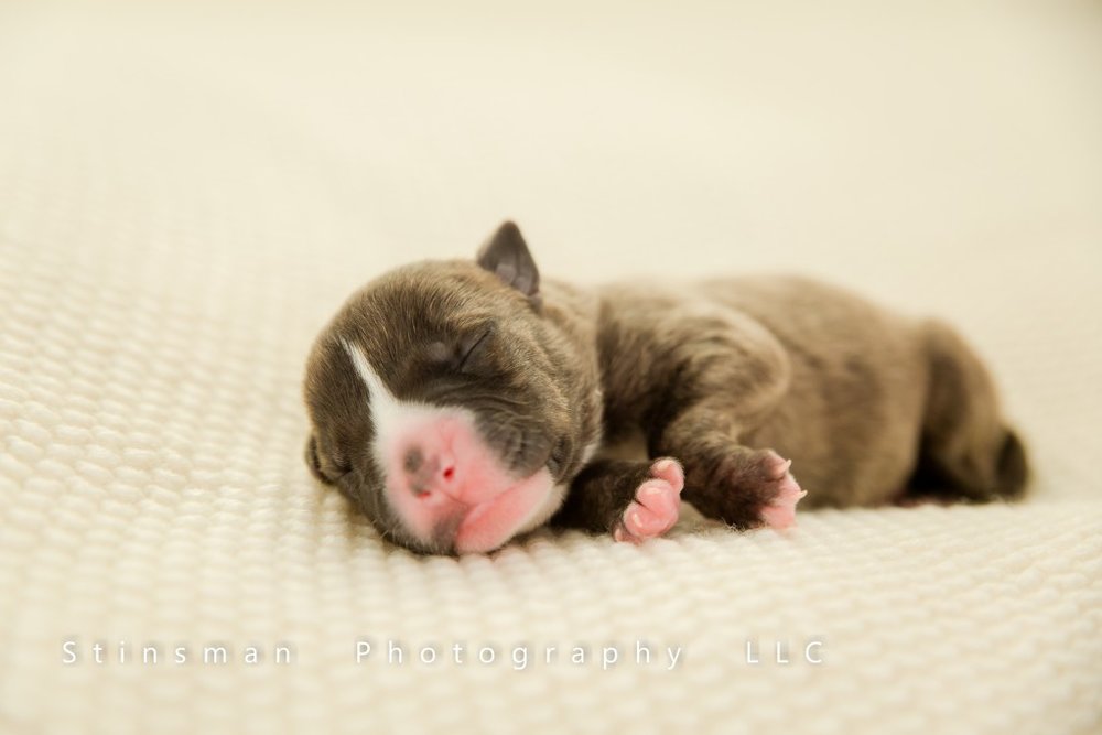 2 day old puppy