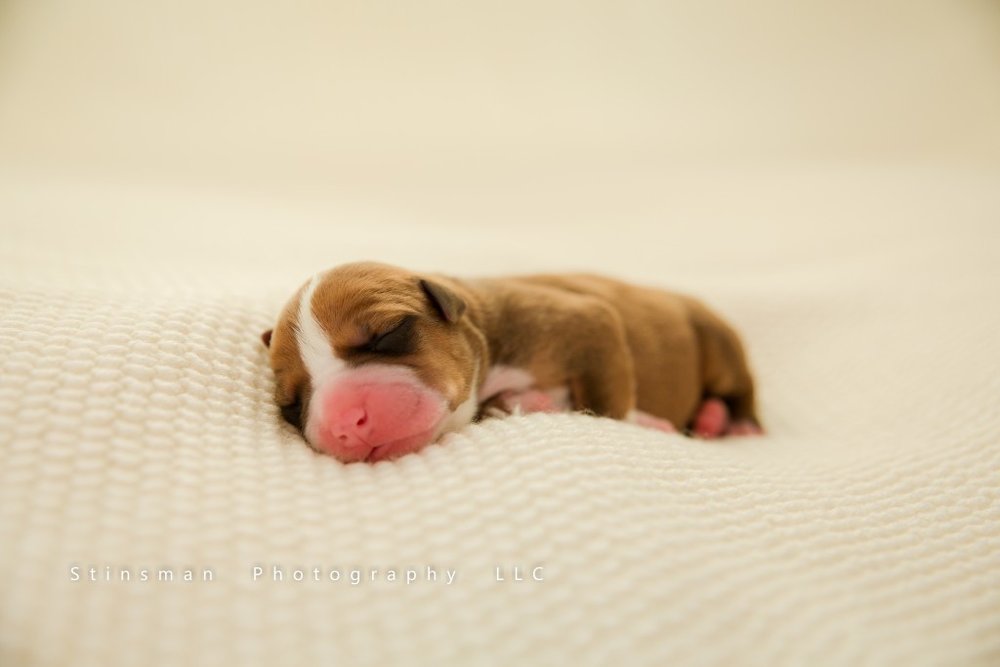 Newborn puppy photo shoot