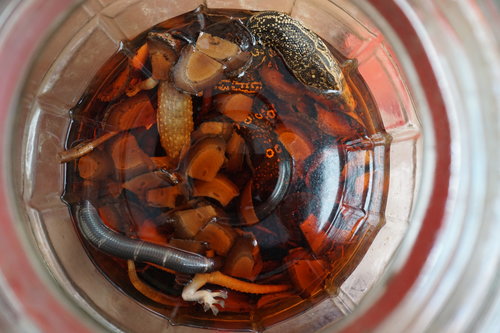   Jar of steeped alcohol containing various animal species.  