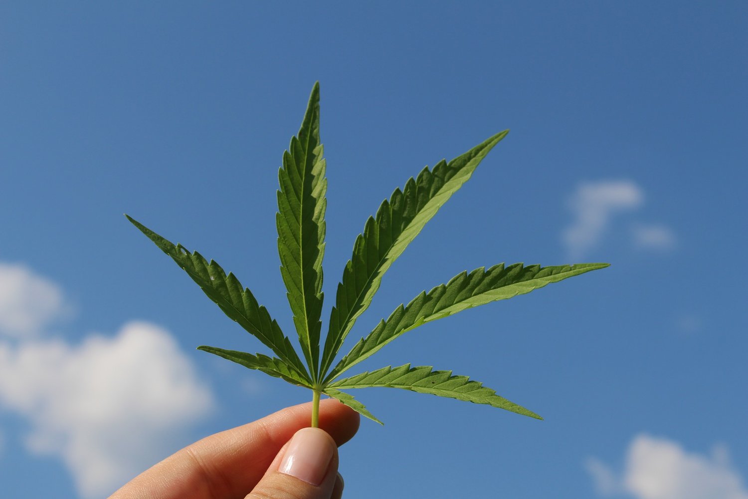 Healing Hope with Cannabis