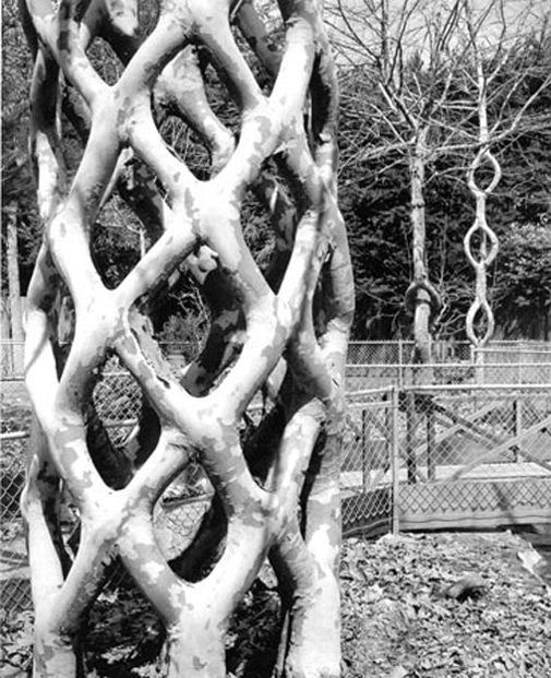 Basket-Tree.gif