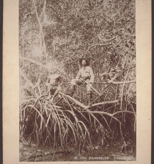 In the mangroves in Cameroon, 1900.
