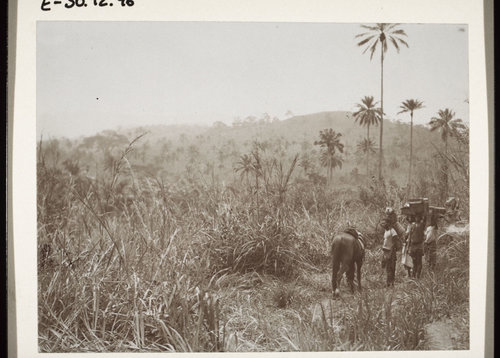 A trek across Cameroon in 1904.