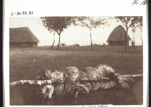 A lion killed in Bamum, Cameroon, 1907.