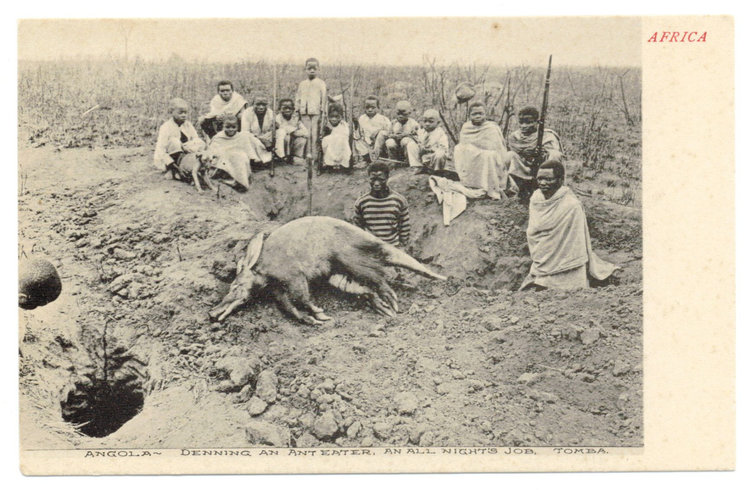 1900s_Angola_Tomba_Natives_killing_an_Anteater.jpg