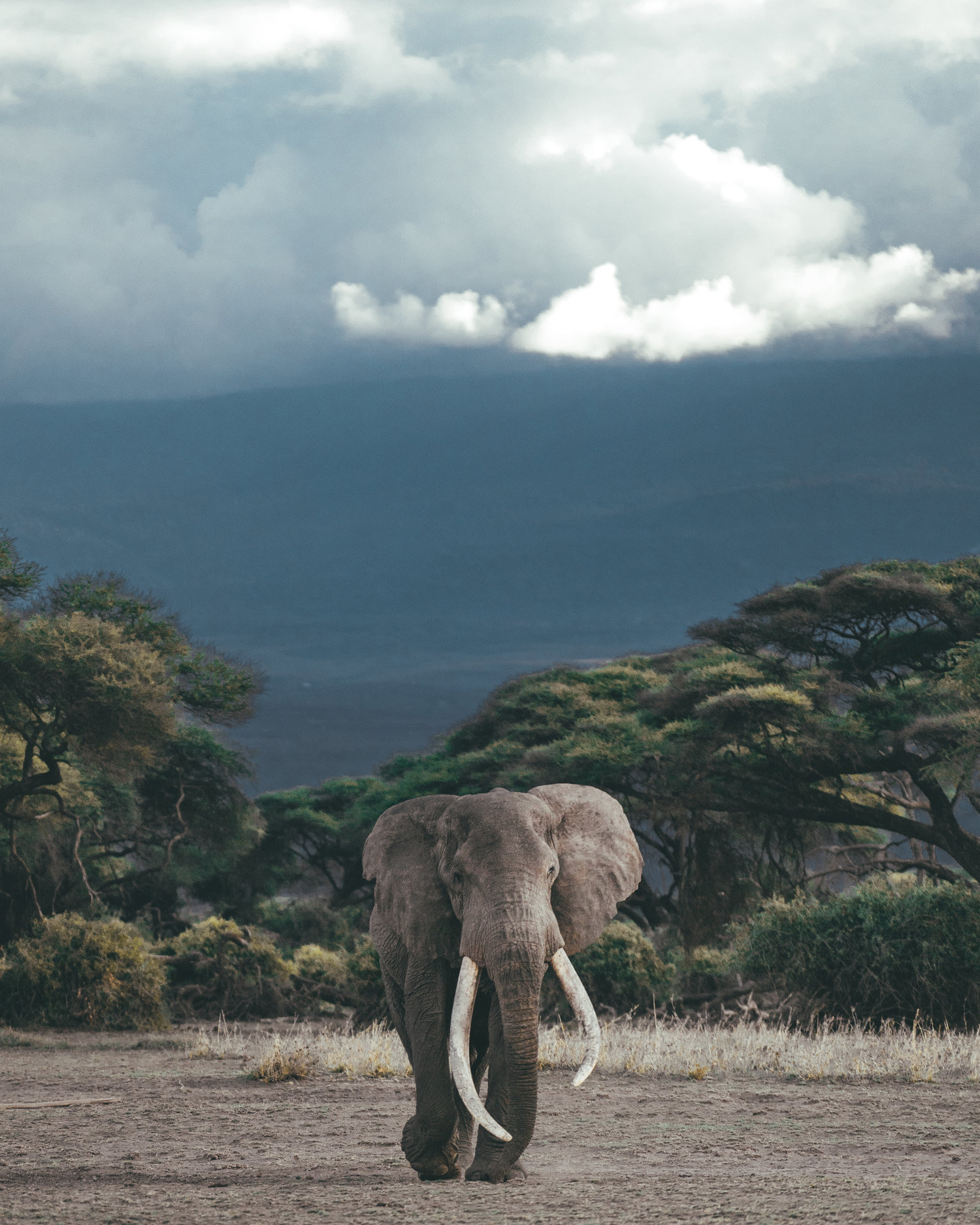 Elephant in Kenya
