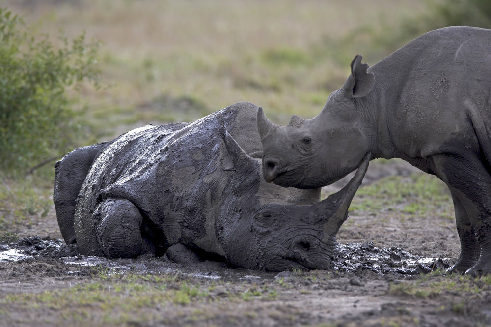 Image result for images of Black Rhinos in kenya