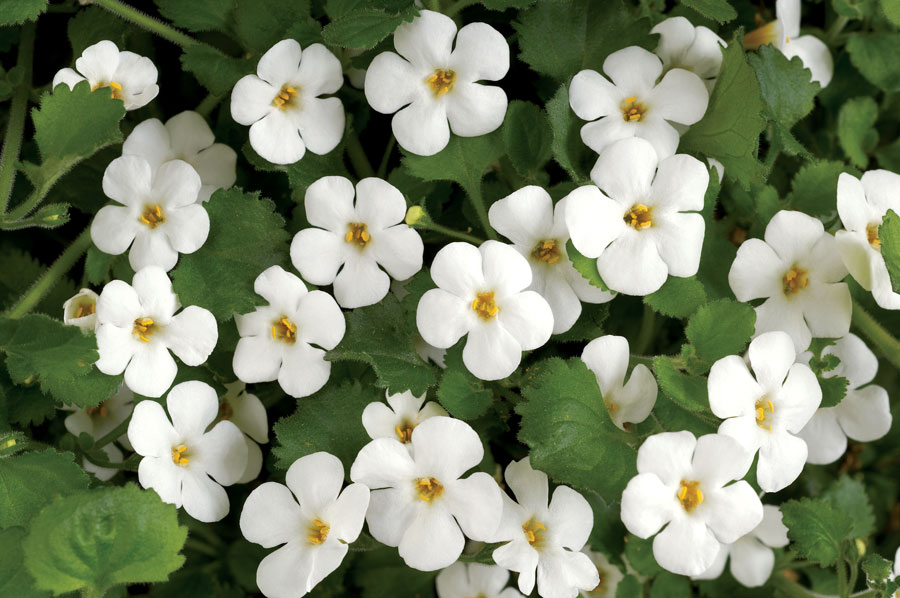 Image result for bacopa