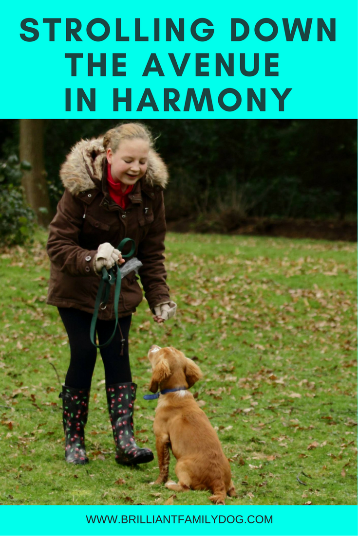 Living in harmony with your dog