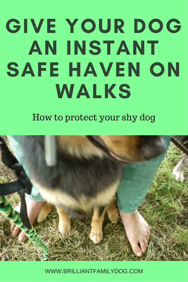  A safe haven for your dog when out