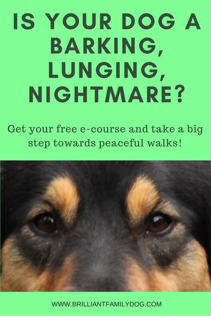 Why is my dog a barking, lunging nightmare?