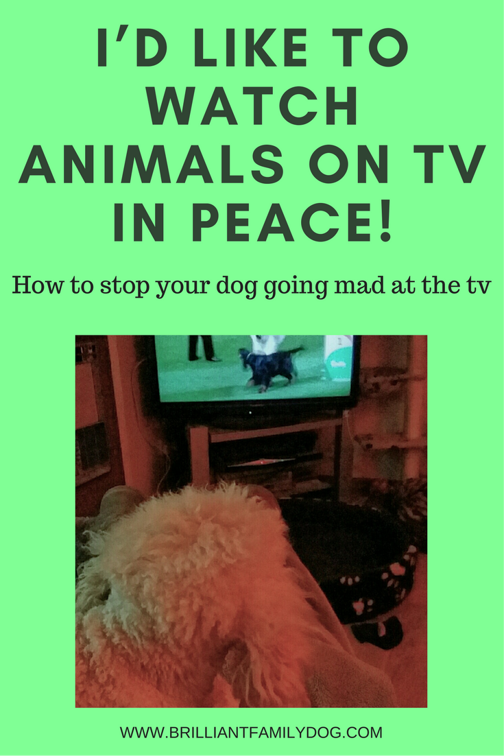 Now we can watch dogs on tv in peace